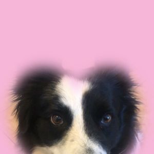 Meet your Posher, Dulce